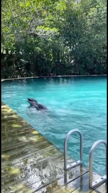 Train dolphin trainer fish’s #dolphin #fish #ocean #whale #shark #bluewhale #when #shorts #subscrib смотреть онлайн