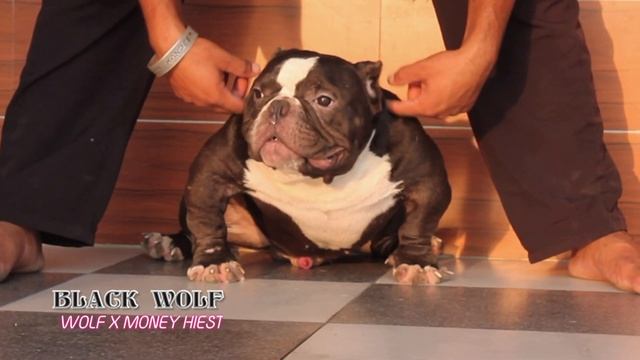 AMERICAN BULLY EXOTIC SIZE 2xwolf son Mr black wolf. Open stud service 7626089642 смотреть онлайн