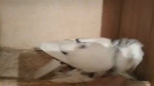 Узбекский двухчубые голуби сочи