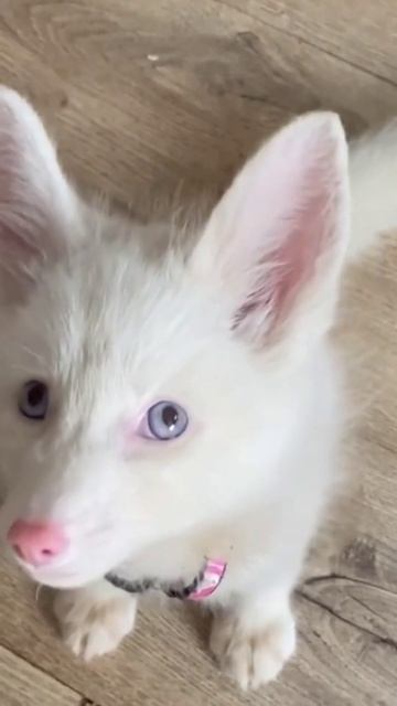 Arctic Fox | One Of The Cutest Predators On Earth смотреть онлайн