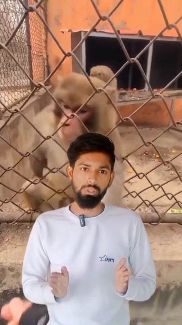 Why china buying monkey from sri lanka ? #shorts #ytshorts #viralvideo #monkey #sachh24 смотреть онлайн