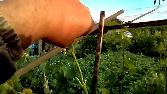 Коротко о прививке винограда зелёной коронкой. смотреть онлайн