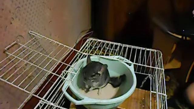 жесть смешные шиншилки смотреть онлайн