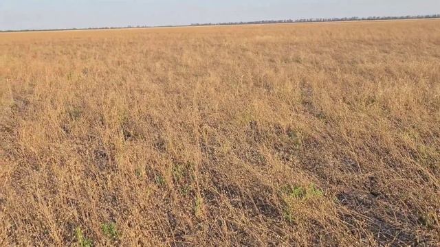 уборка нишевых культур, ч.2. Нут , лен . No-till смотреть онлайн