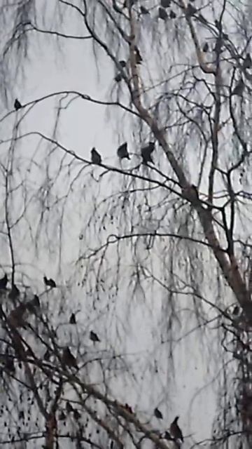 прилетели показать причёски смотреть онлайн