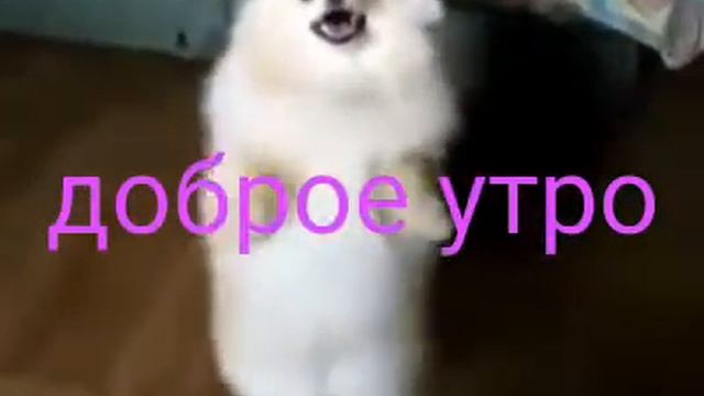 Моё 1 видео на 2 канале весёлая собака смотреть онлайн