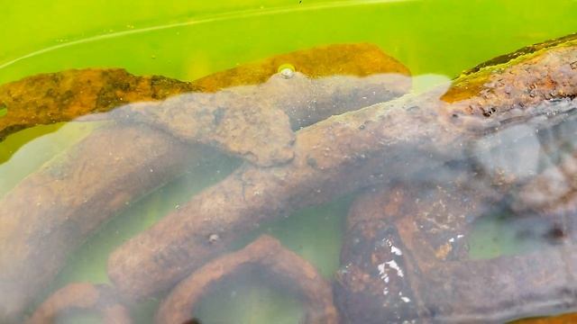 УДАЛЕНИЕ СИЛЬНОЙ РЖАВЧИНЫ ПЕРЕКИСЬЮ И ЛИМОННОЙ КИСЛОТОЙ