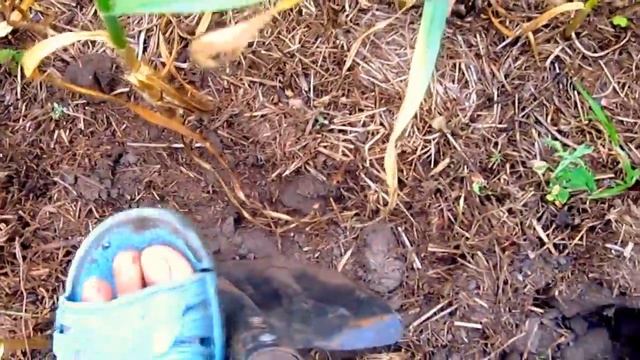 урожай чеснока.15.07.18г. смотреть онлайн