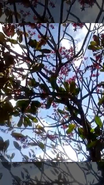 Cara pemanfaatan dan nilai ekonomis bunga Kamboja, Surabaya kota kembang 8 #shorts смотреть онлайн