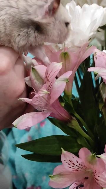 День рождения у хозяйки, а цветы - Мурзику 🌹🌹🌹 смотреть онлайн