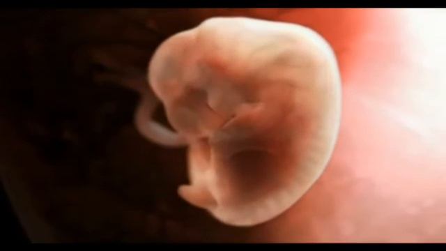 Как происходит зачатие ребенка смотреть онлайн