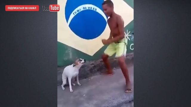Собака танцевака смотреть онлайн