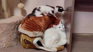 Мама-кошка зовет своих котят идти с ним. Котята мяукают. Милое кошачье семя.