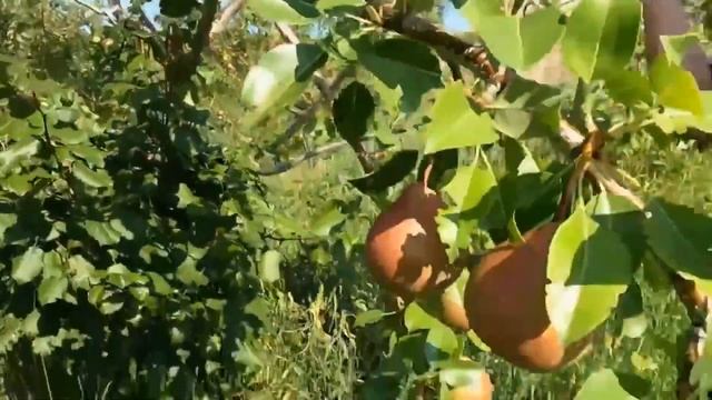 Агротехника груши. Встреча с садоводом Е. Пискуновым. смотреть онлайн