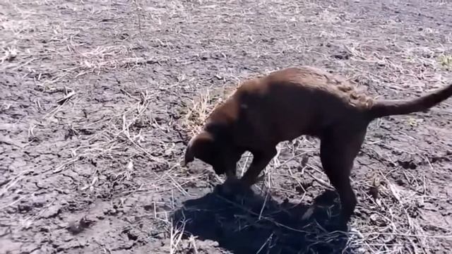 Сколько нужно человек для дрессировки собаки смотреть онлайн