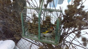 1 серия "Ловля и содержание певчих птиц"