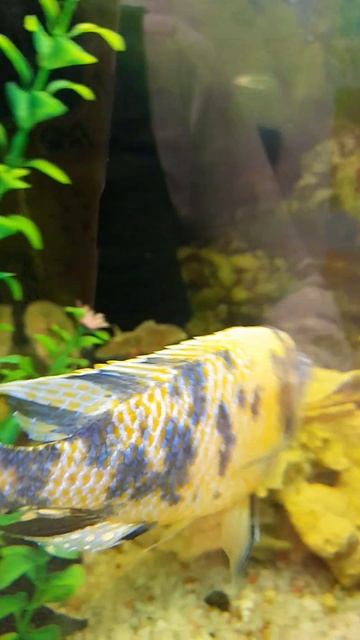 подозревака 🤣🤣🤣🤣🤣 смотреть онлайн