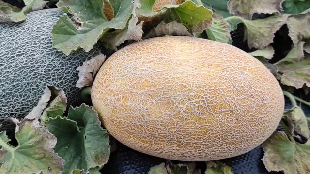 диня Дайана INX 1097 F1 смотреть онлайн