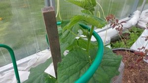 Огурцы не замёрзли в неотаплеваемой теплице. Ранний урожай для Подмосковья.