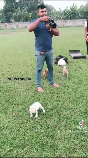 NU Pet Studio смотреть онлайн