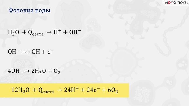 20. Фотосинтез и хемосинтез смотреть онлайн