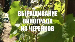 Выращивание винограда из черенков.