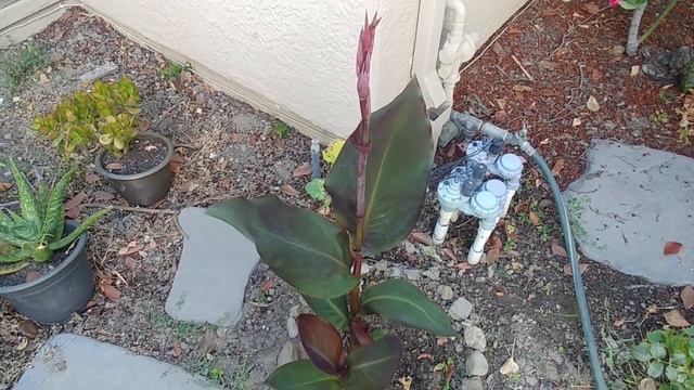 How To Grow Canna Plants - Part 1 With Updates