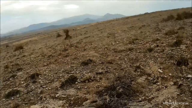 KEKLİK AVI , Partridge Hunting, Caza Perdiz-куропатка охота -الحجل مطاردة