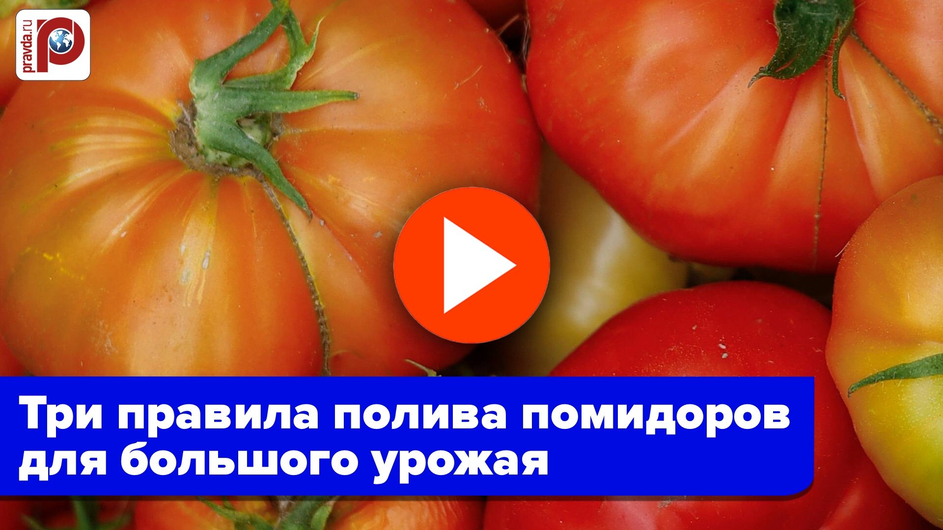 3 правила полива помидор + секрет: урожай удивит даже бывалых дачников! смотреть онлайн