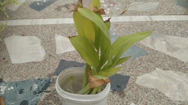 Fastest method to grow Canna lily plant |water propagation of canna lily|repot of canna lily| смотреть онлайн