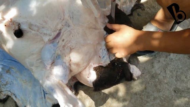 ЭХСОНГА КУЙ СУЙИШ | EXSONGA QO'Y SO'YISH