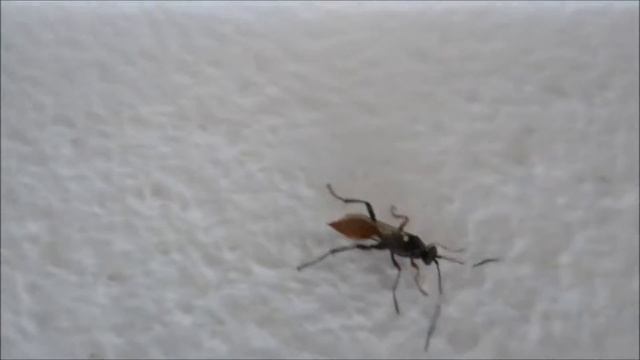 Ichneumon wasp - 2015-10-21 смотреть онлайн