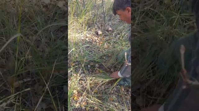 Grabov ded -Leccinum griseum смотреть онлайн