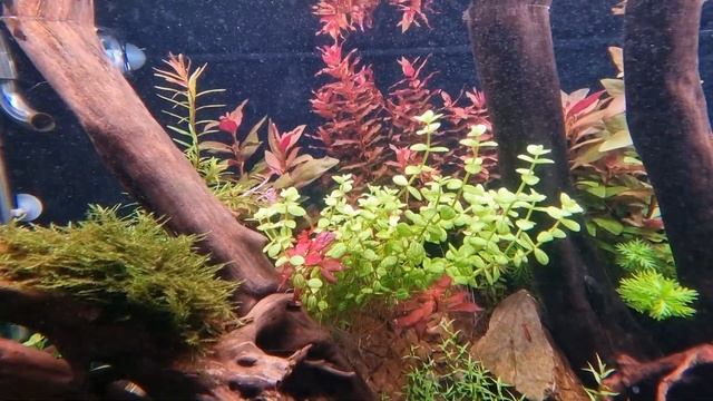 Eheim proxima 325L planted tank new layout - One month and ten days old смотреть онлайн