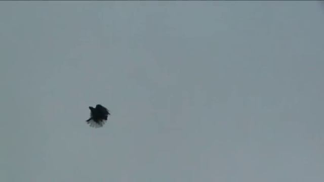 серпастые голуби Skycutters pigeons варга крым смотреть онлайн