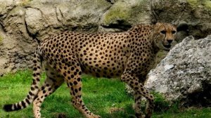 Гепард в движении | Замедленная съемка