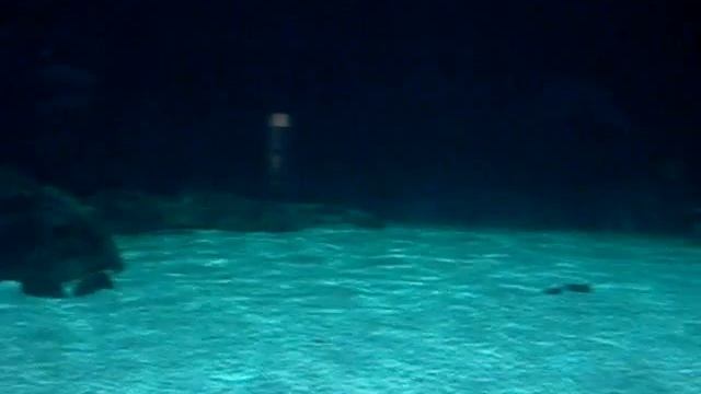 Акула смотреть онлайн