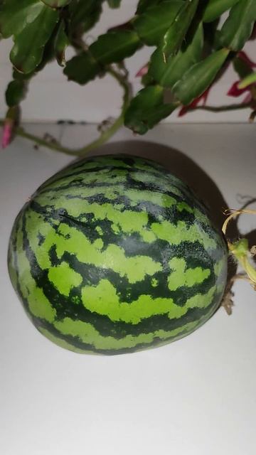 АРБУЗ вырос на окне.