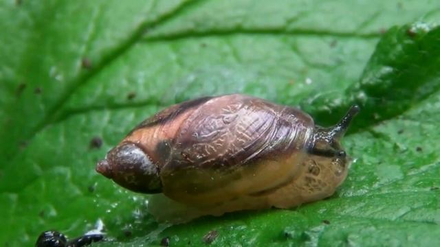 Животные для детей - слон, лев, тигр, овца, утка, акула, корова, лошадь смотреть онлайн