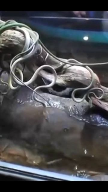 It is most attractive sneak.green viper #shorts #short #shortvideo смотреть онлайн