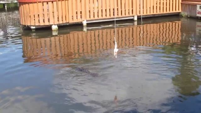 N 1 USA Aллигаторы обедают -1 (Alligators lunch -1), GATORLAND,ORLANDO,FLORIDA.USA. смотреть онлайн