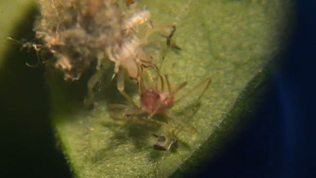 Debris carrying lacewing larvae eating an aphid смотреть онлайн