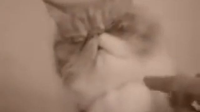 Смешные коты( умеют веселить))) смотреть онлайн