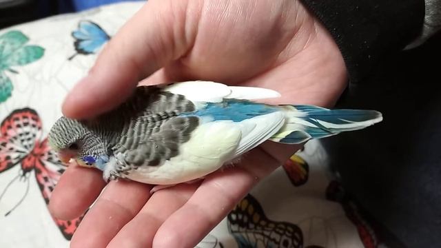 девочка волнистого попугая 12.12.2020 выводок смотреть онлайн