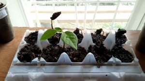 Азимина трёхлопастная трилоба - размножение семенами - стратификация и посадка