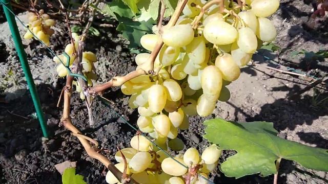 Виноградный сентябрь. Собираем урожай! смотреть онлайн