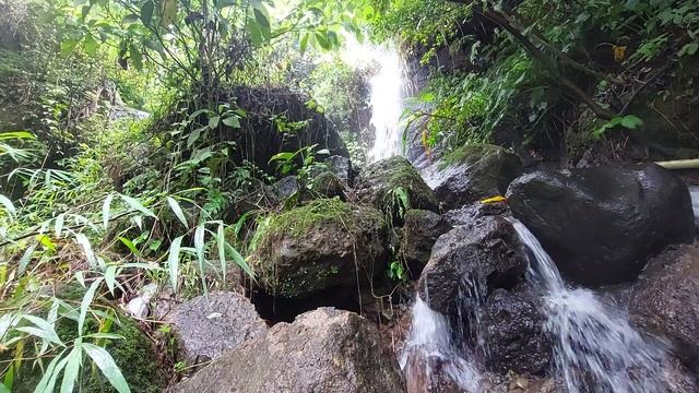 Crystal clean waterfall under the big forest, birds chirping, nature sound, forest sounds смотреть онлайн