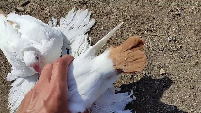 Желтохвостые северокавказские голуби. Казахстан, г. Костанай. смотреть онлайн