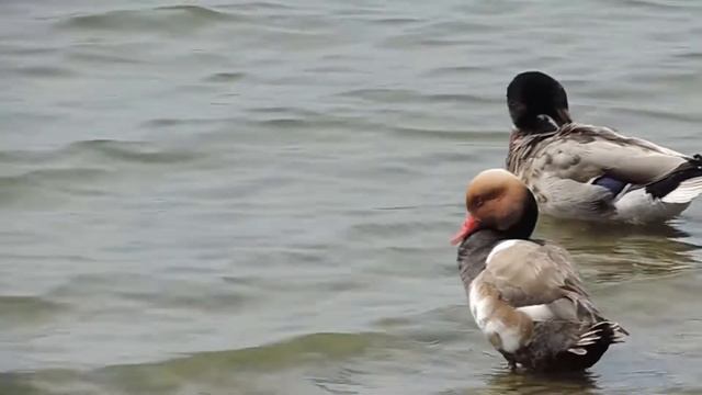 Красноносый нырок Netta Rufina Red Crested Pochard