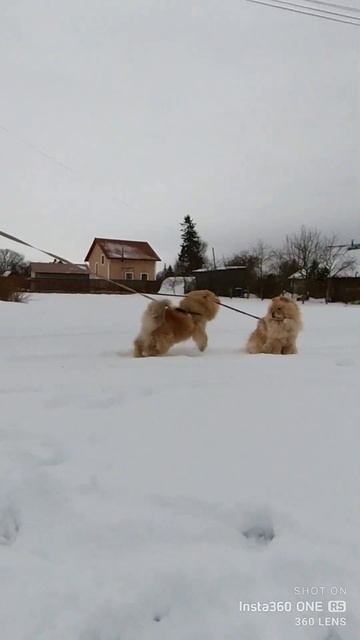 Отличное настроение чау-чау! смотреть онлайн